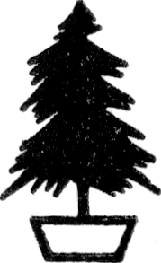 Coniferous tree in a pot